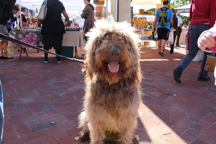 Dog poses at the Farmers Market.