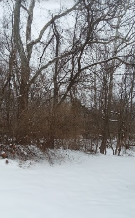 A more detailed photo of the forest covered in snow.
