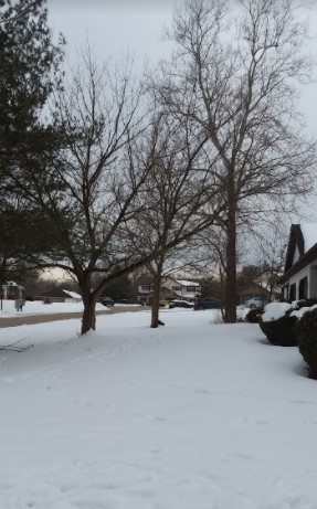 A photo of the sky, trees and houses after the main snow storm hit.
